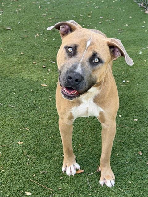 Enlarge TREVOR, a Adoptable Pit Bull Terrier in Fort Myers, FL image 1/1