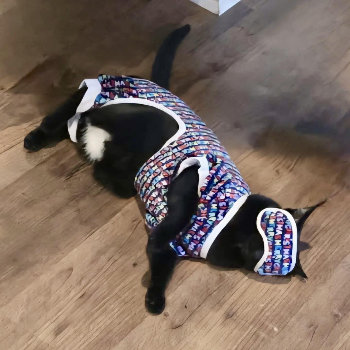 Enlarge VADER - Adult - Male - SUPER CHILL & FRIENDLY & Gaming Buddy, a ADOPTABLE Domestic Short Hair in Monroe, NC image 3/6