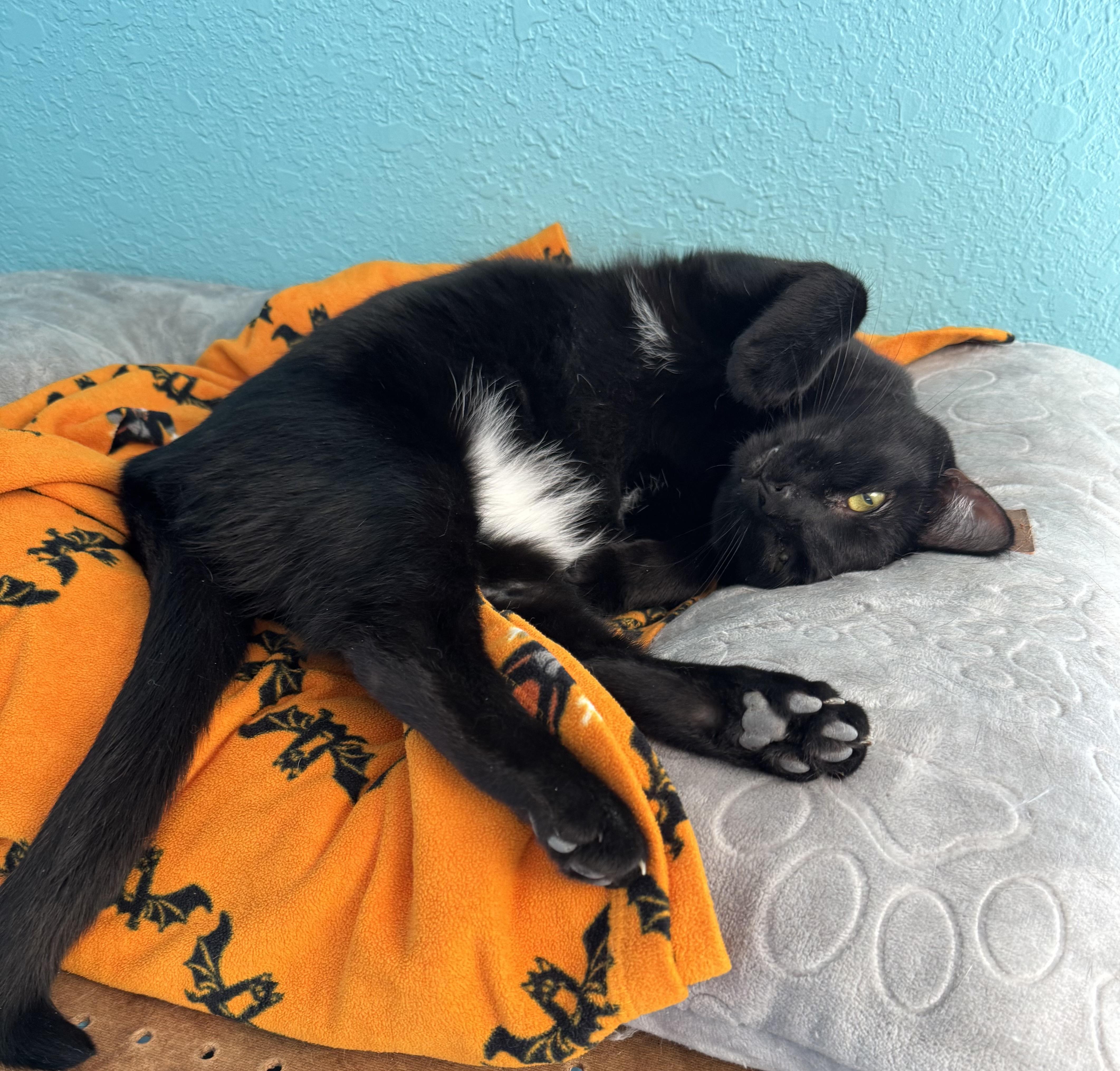 Enlarge VADER - Adult - Male - SUPER CHILL & FRIENDLY & Gaming Buddy, a ADOPTABLE Domestic Short Hair in Monroe, NC image 6/6