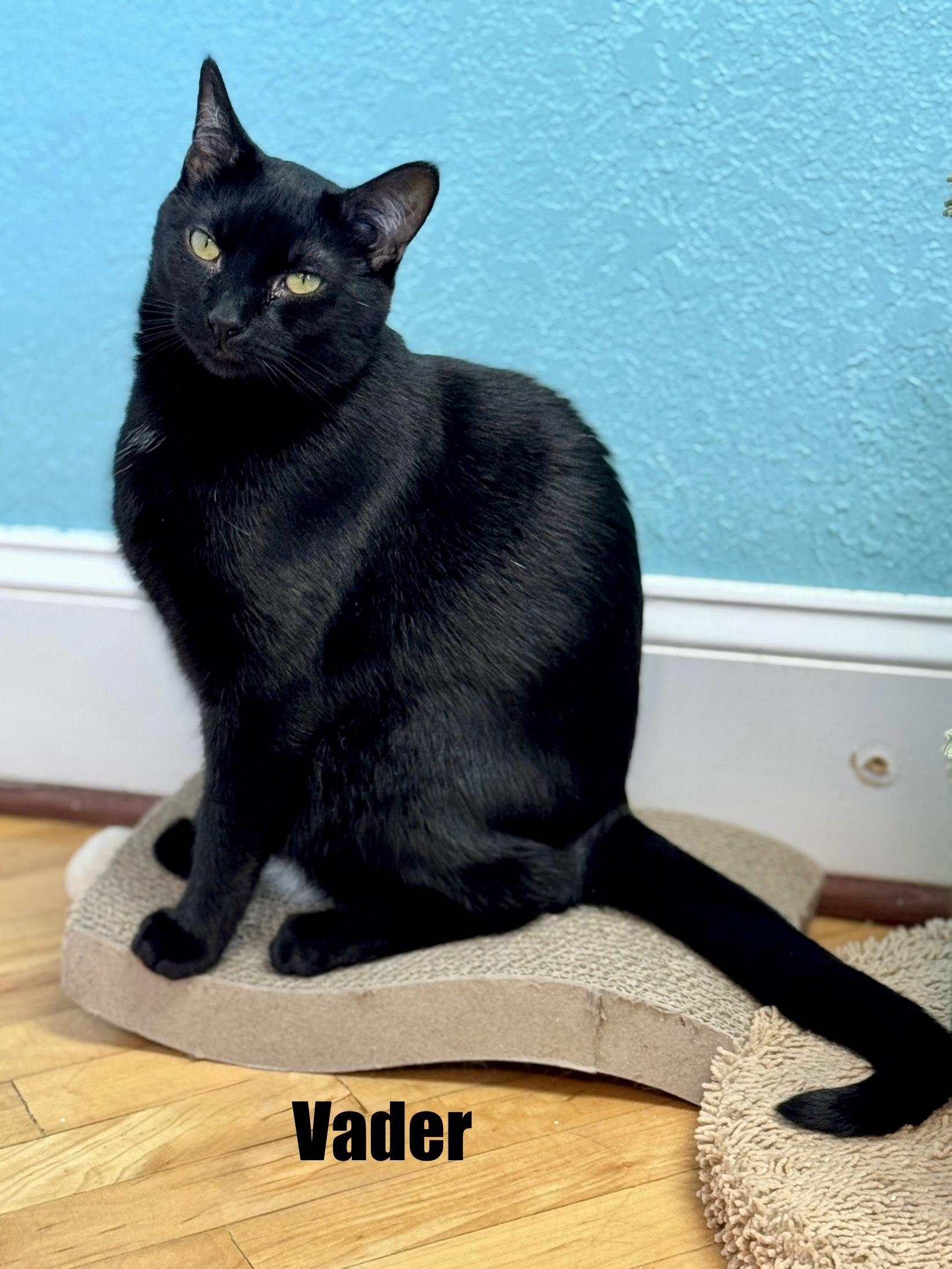 Enlarge VADER - Adult - Male - SUPER CHILL & FRIENDLY & Gaming Buddy, a ADOPTABLE Domestic Short Hair in Monroe, NC image 4/6