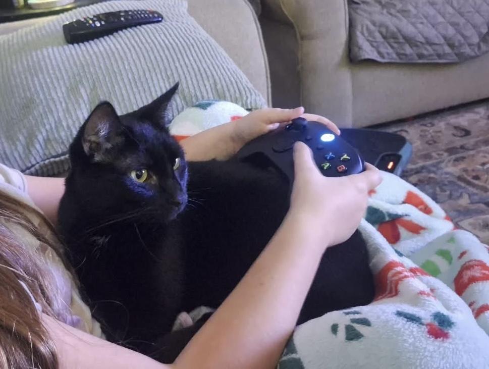 Enlarge VADER - Adult - Male - SUPER CHILL & FRIENDLY & Gaming Buddy, a ADOPTABLE Domestic Short Hair in Monroe, NC image 2/6