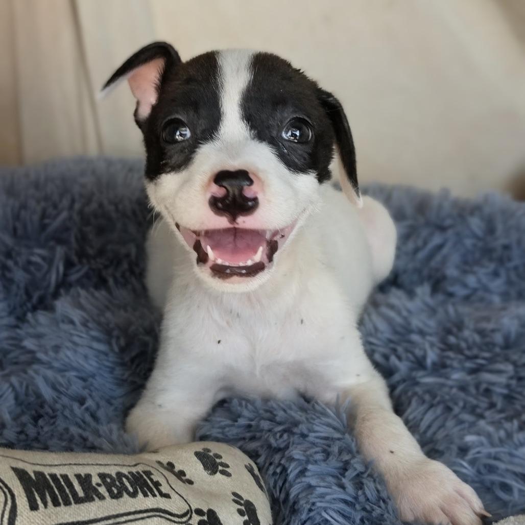 Enlarge Sparky, a Adoptable Mixed Breed in Santa Fe, NM image 2/3
