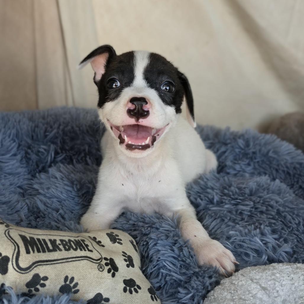 Enlarge Sparky, a Adoptable Mixed Breed in Santa Fe, NM image 3/3
