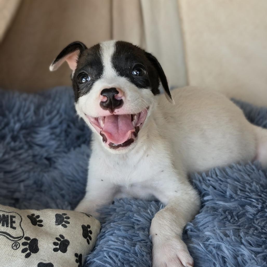 Sparky, Adoptable, Puppy Male Mixed Breed.