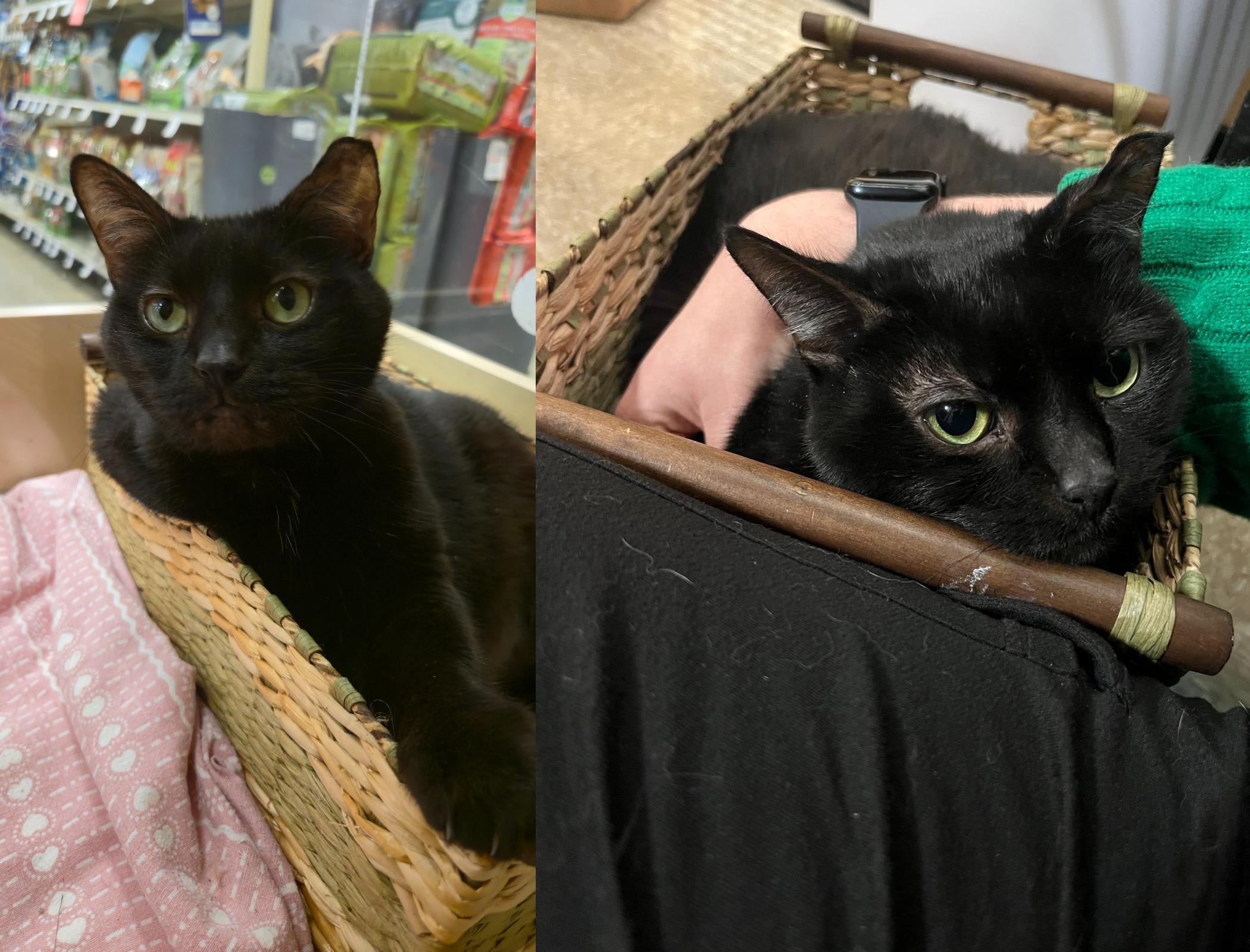 Colby and Sangria, a Adoptable Domestic Short Hair in Melrose, MA image 5/6