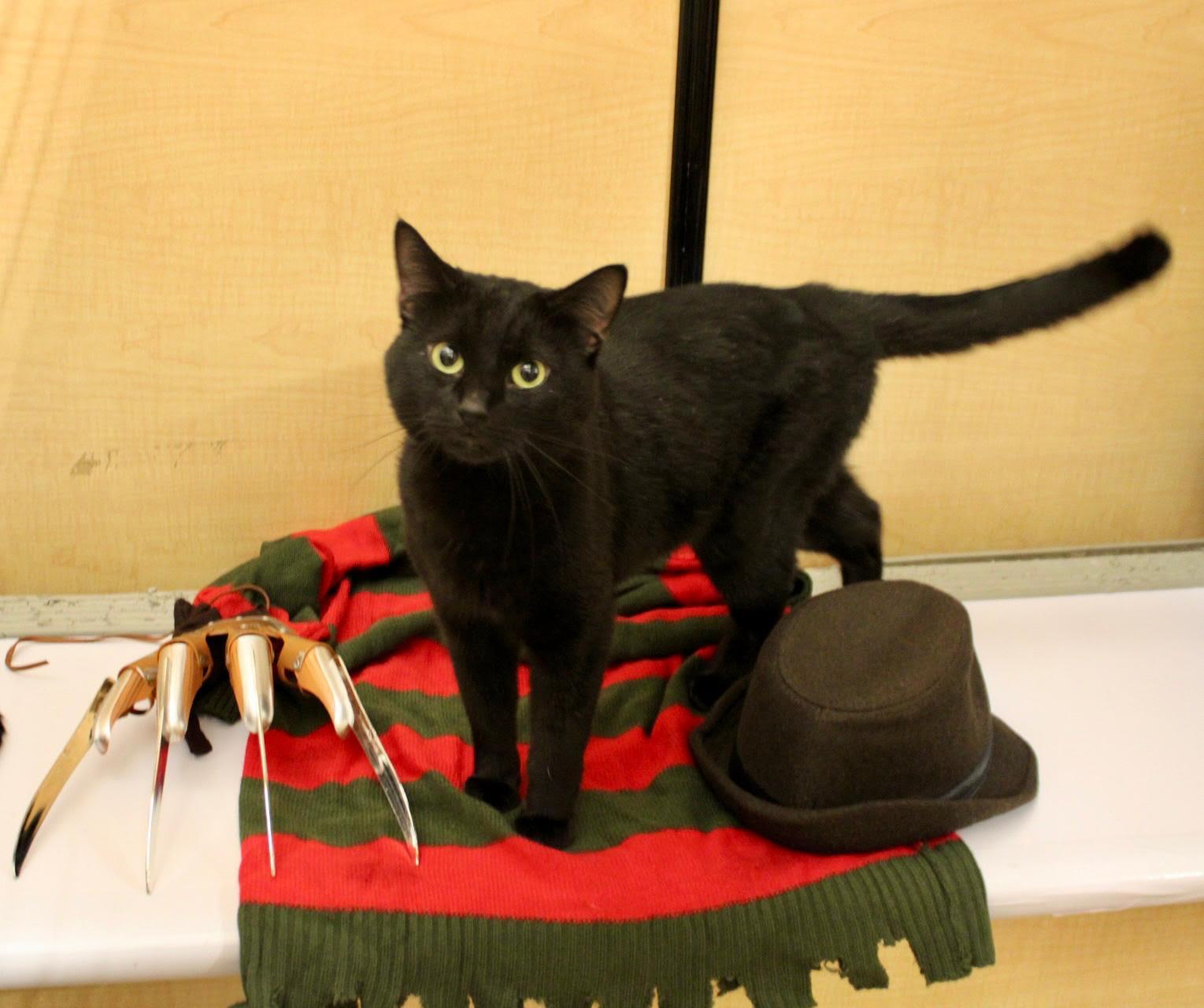 Colby and Sangria, a Adoptable Domestic Short Hair in Melrose, MA image 4/6