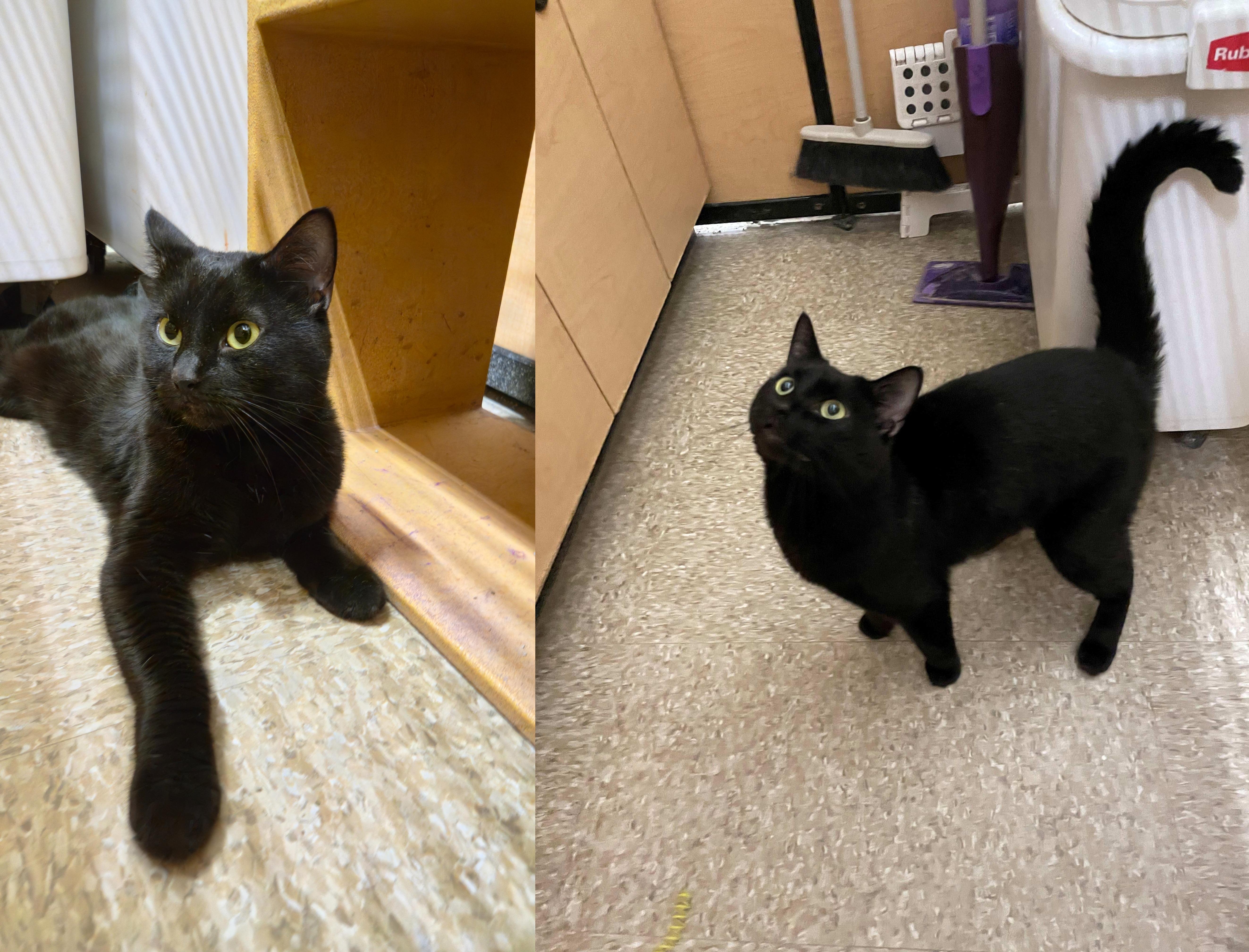 Colby and Sangria, a Adoptable Domestic Short Hair in Melrose, MA image 2/6