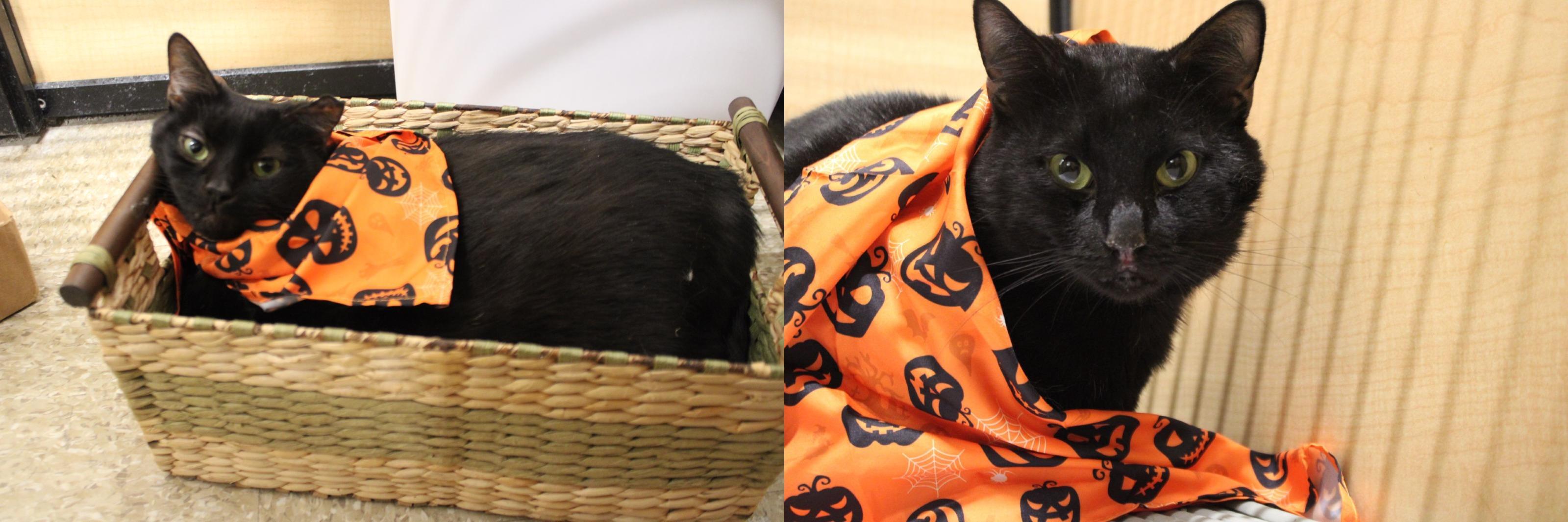 Colby and Sangria, Adoptable, Young Male Domestic Short Hair.