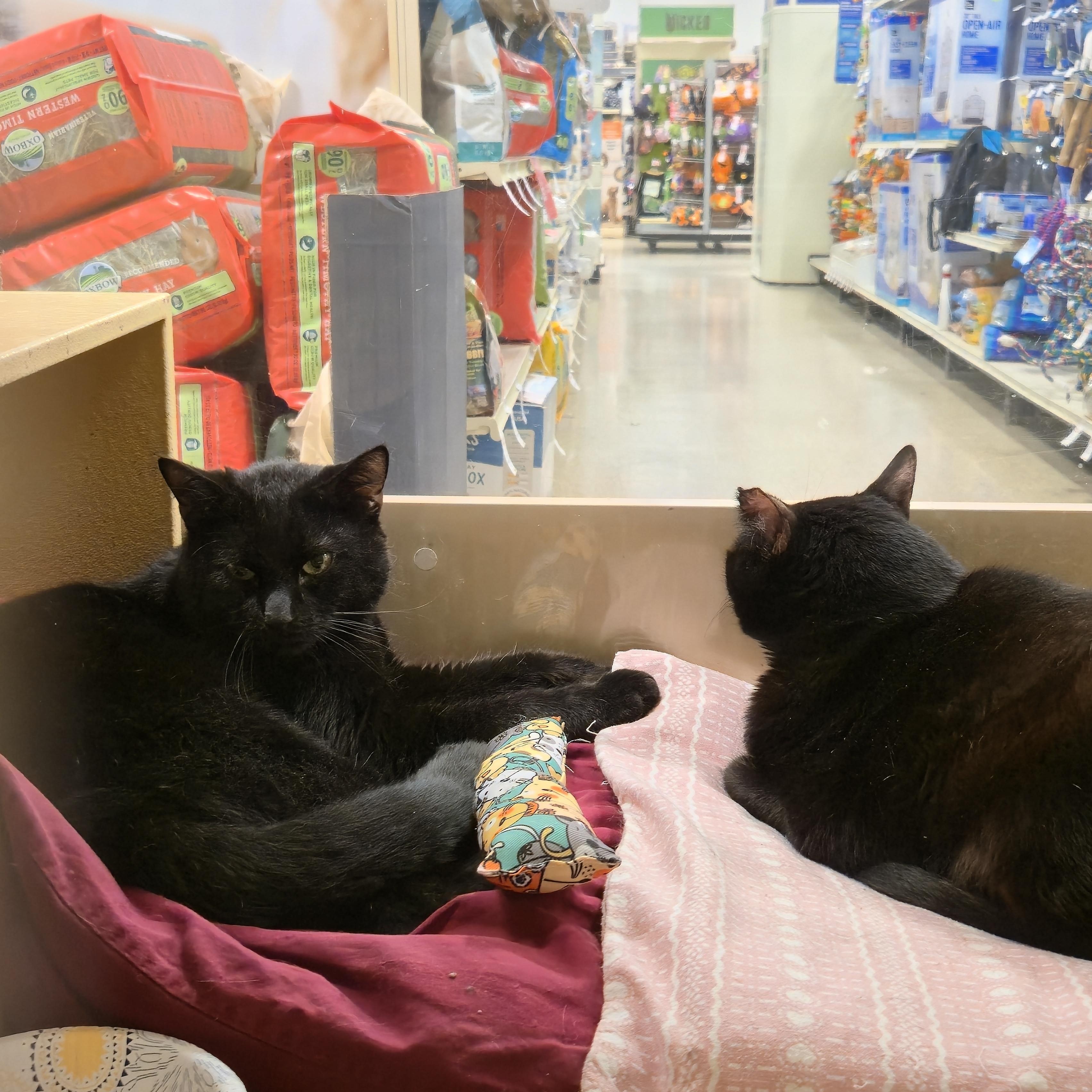 Colby and Sangria, a Adoptable Domestic Short Hair in Melrose, MA image 3/6