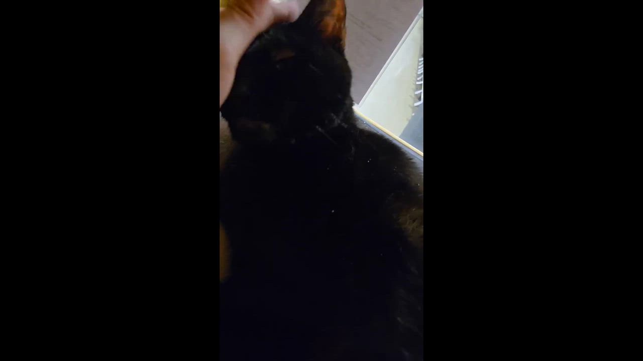 Enlarge Colby and Sangria, a Adoptable Domestic Short Hair in Melrose, MA video 6/6