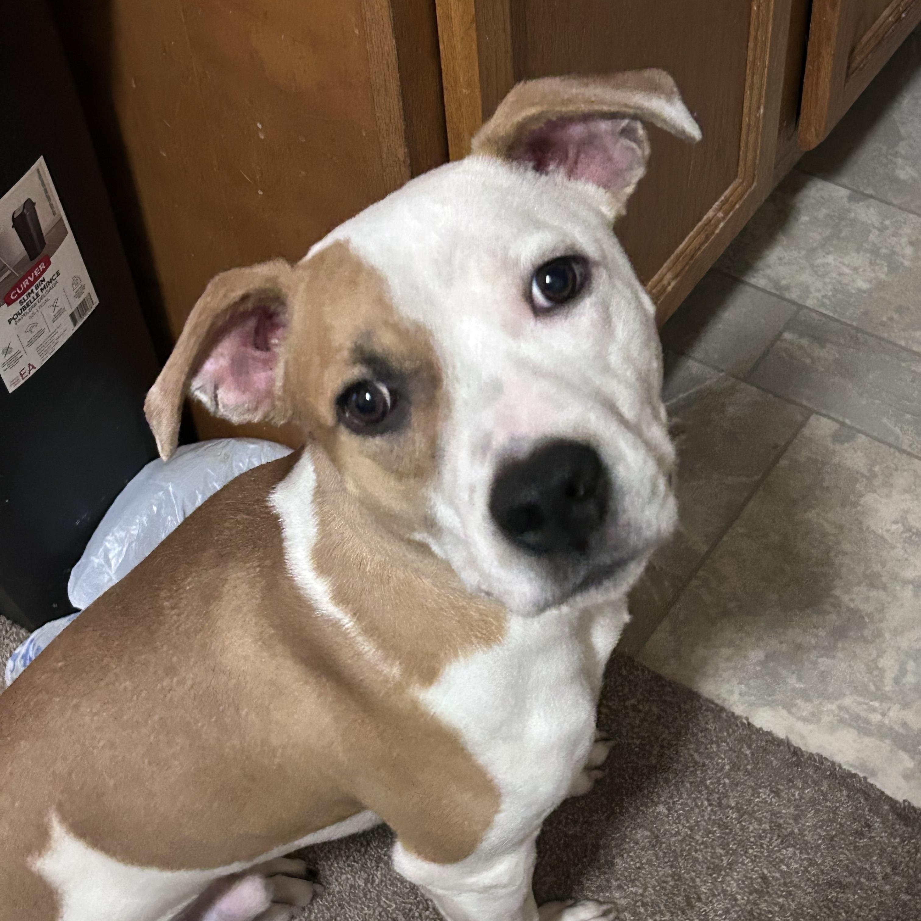 Chop, a ADOPTABLE mixed breed in Kentwood, MI image 1/4