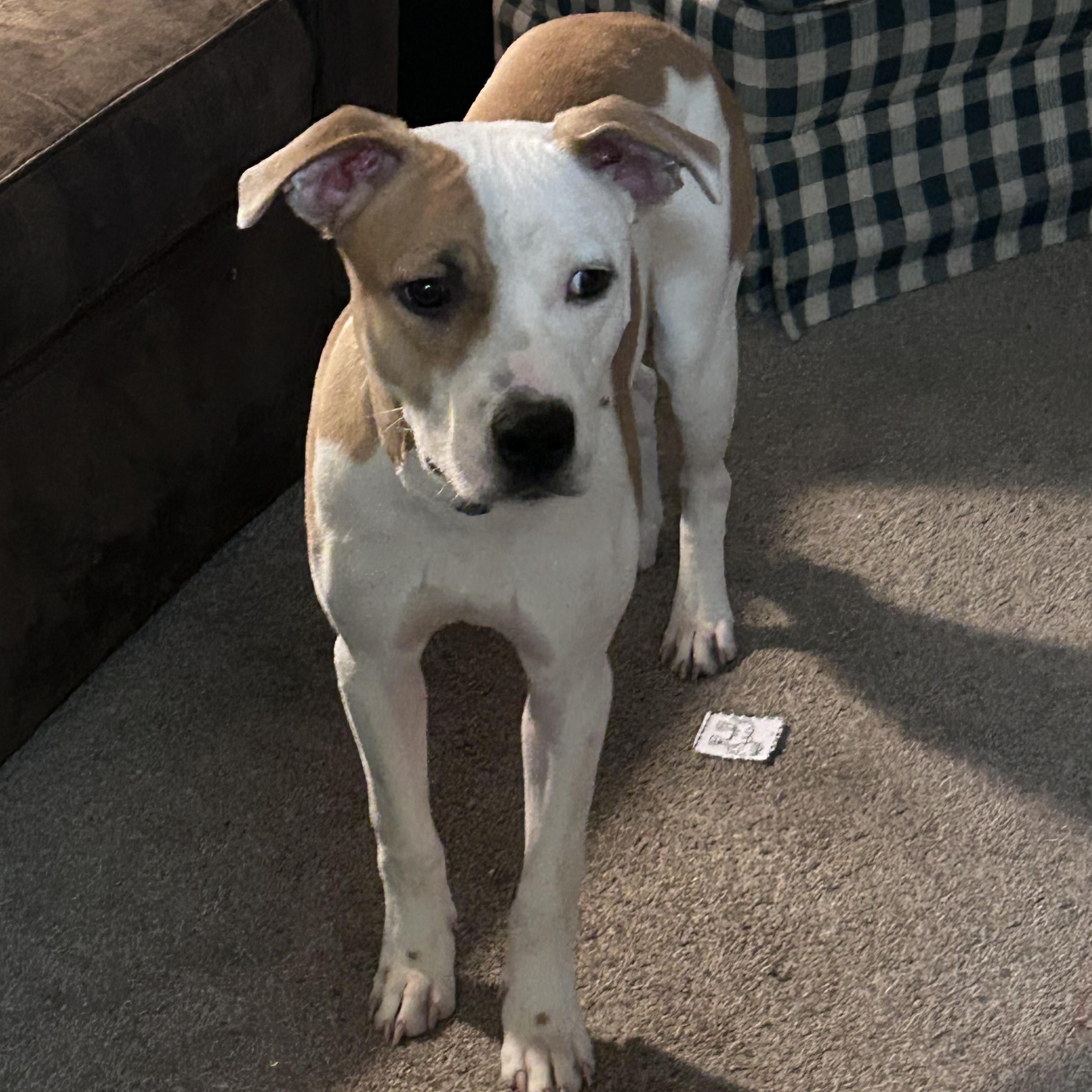 Chop, a ADOPTABLE mixed breed in Kentwood, MI image 2/4