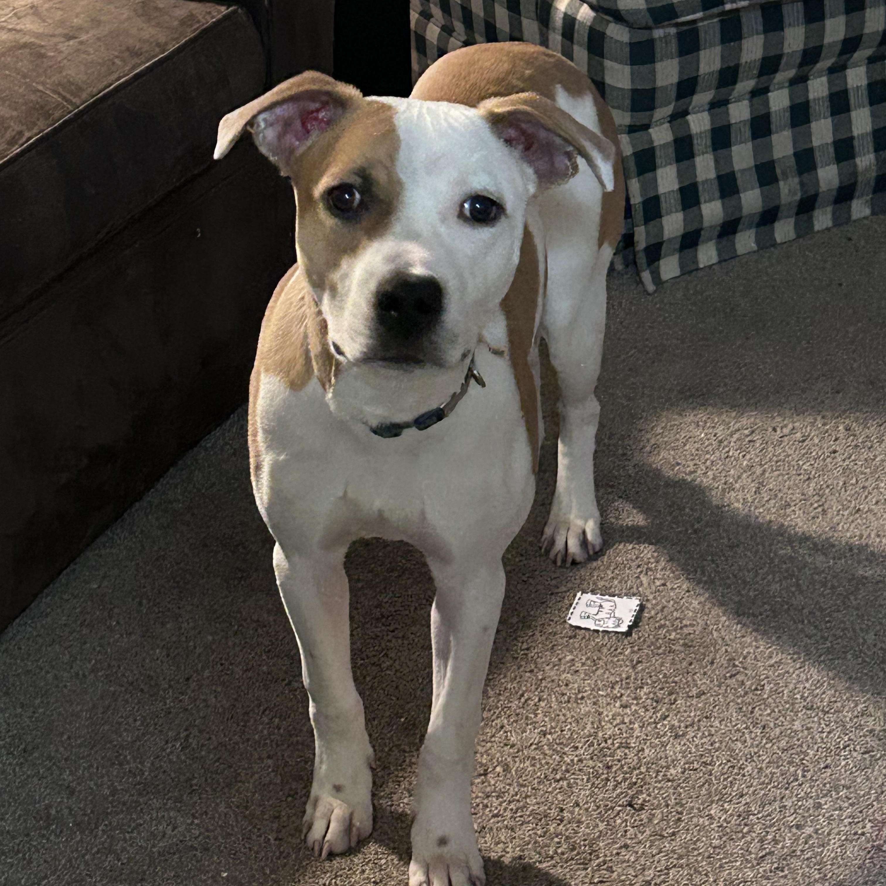 Chop, a ADOPTABLE mixed breed in Kentwood, MI image 4/4