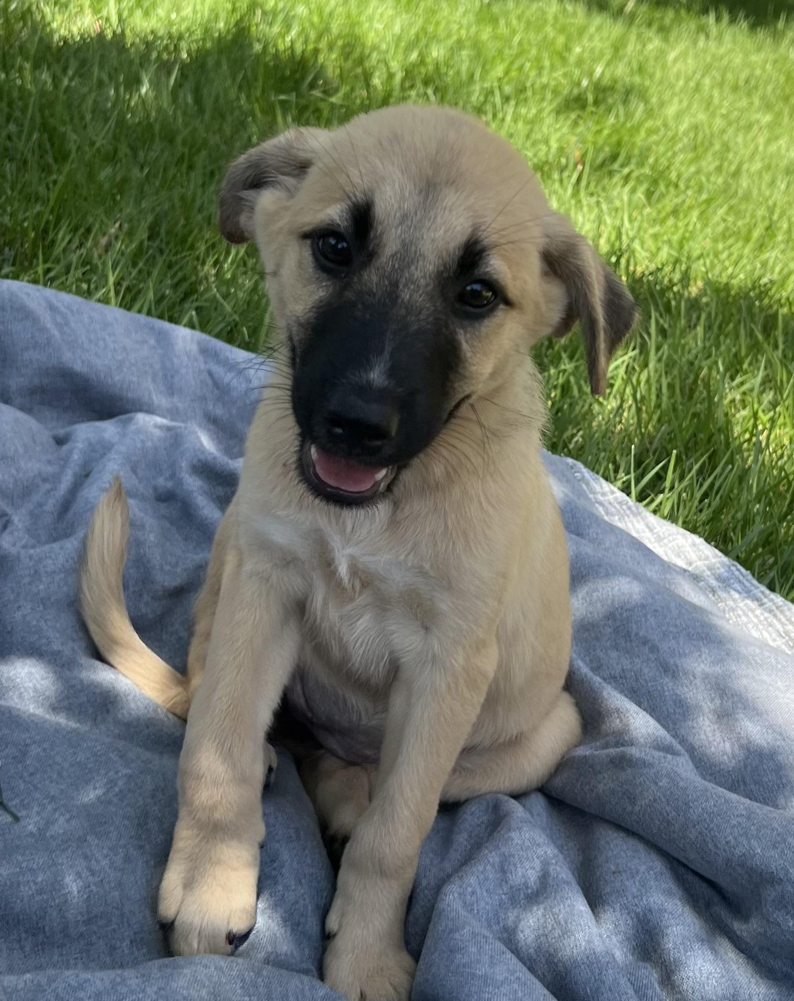 Enlarge Puppy Dixie, a Adoptable mixed breed in Brattleboro, VT image 2/2