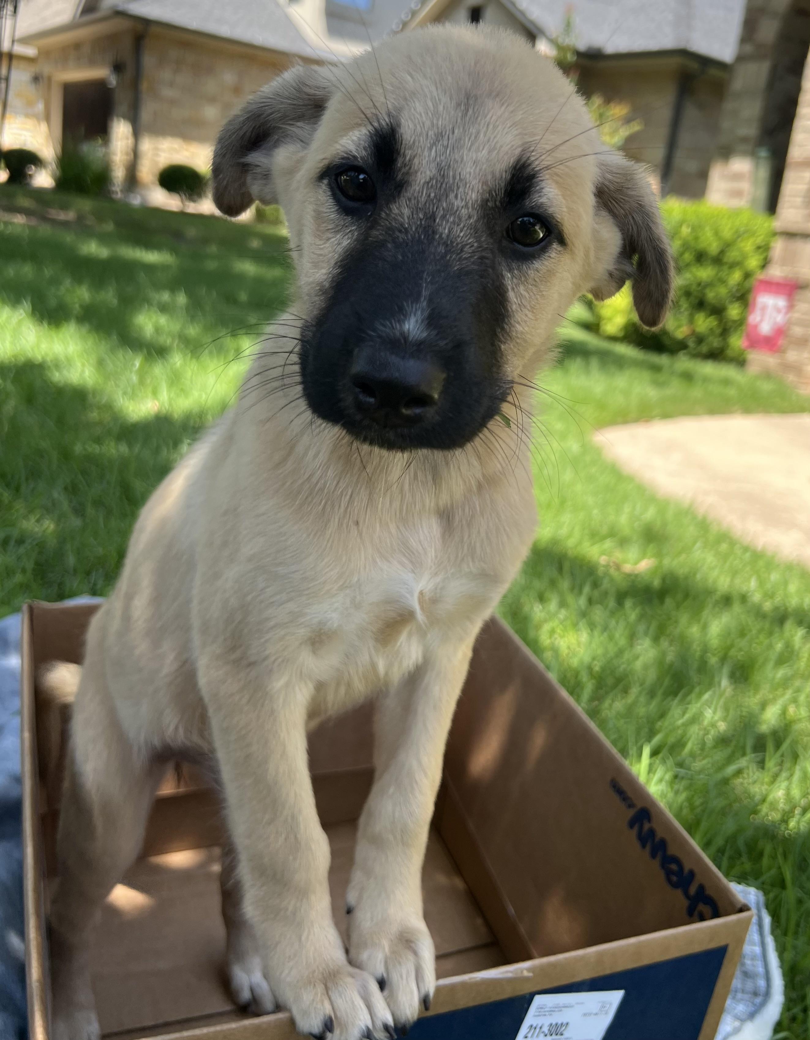 Puppy Dixie, Adoptable, Puppy Female Labrador Retriever.