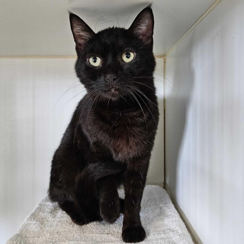 Enlarge Etch, a Adoptable Domestic Short Hair in Dover, NH image 1/6