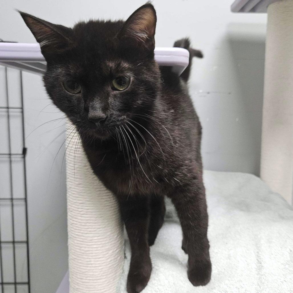 Enlarge Etch, a Adoptable Domestic Short Hair in Dover, NH image 3/6