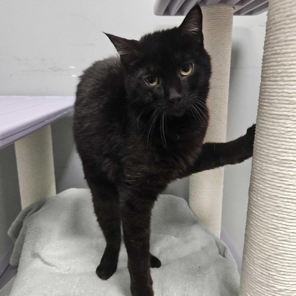 Enlarge Etch, a Adoptable Domestic Short Hair in Dover, NH image 4/6