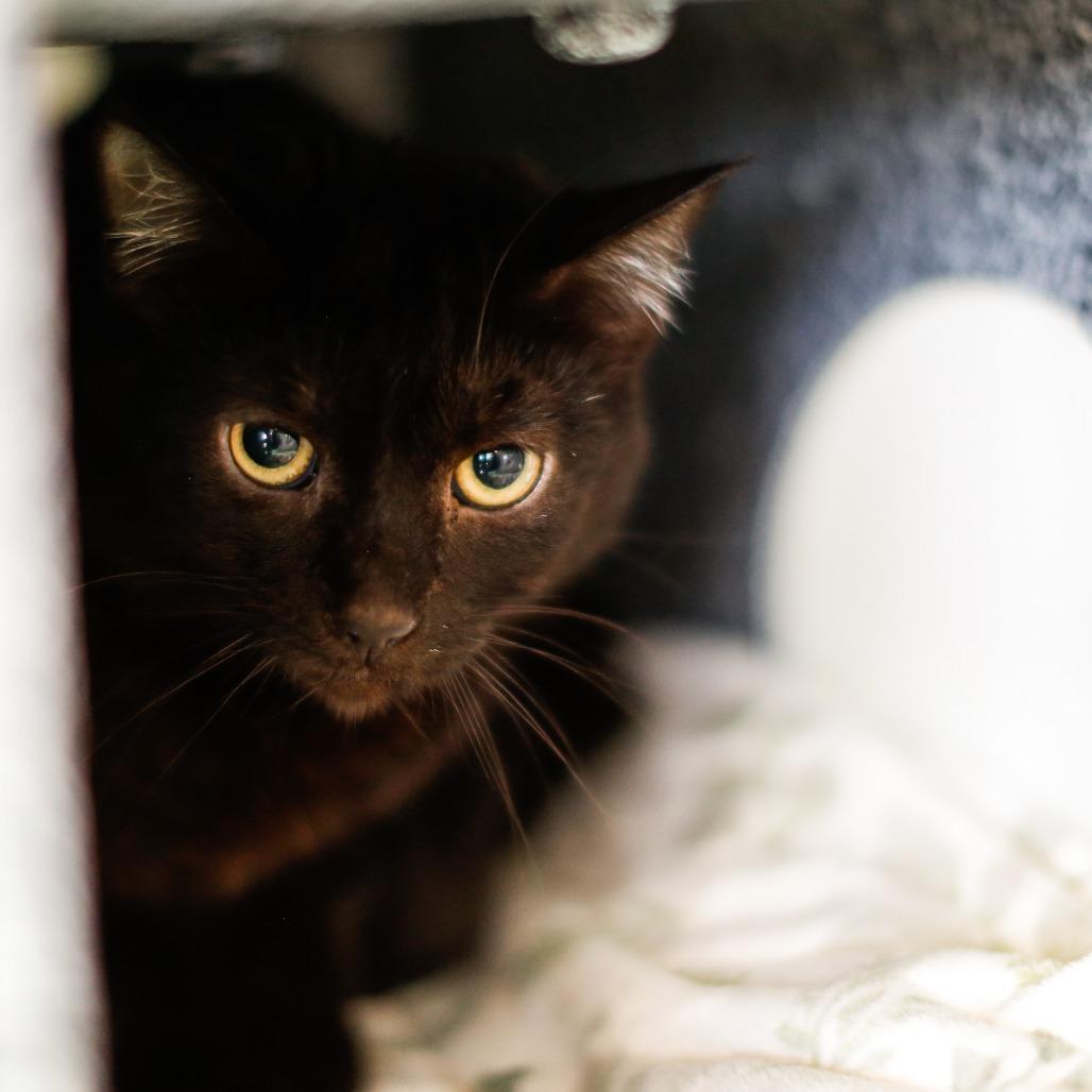 Enlarge Etch, a Adoptable Domestic Short Hair in Dover, NH image 5/6
