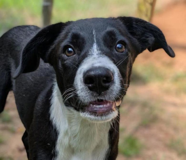 Tara, a Adoptable mixed breed in Ozark, AL image 1/3