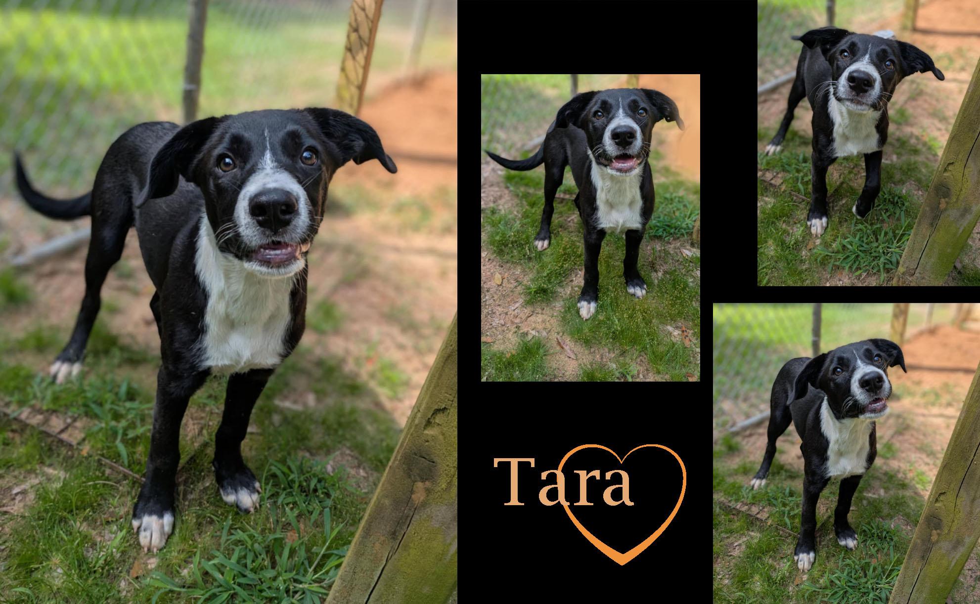 Tara, a Adoptable mixed breed in Ozark, AL image 2/3