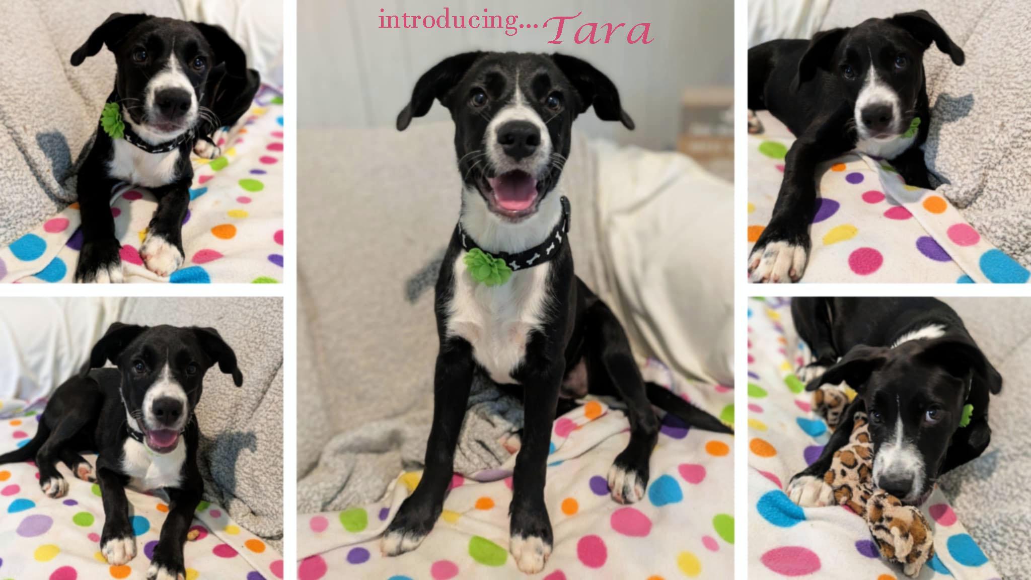 Tara, a Adoptable mixed breed in Ozark, AL image 3/3