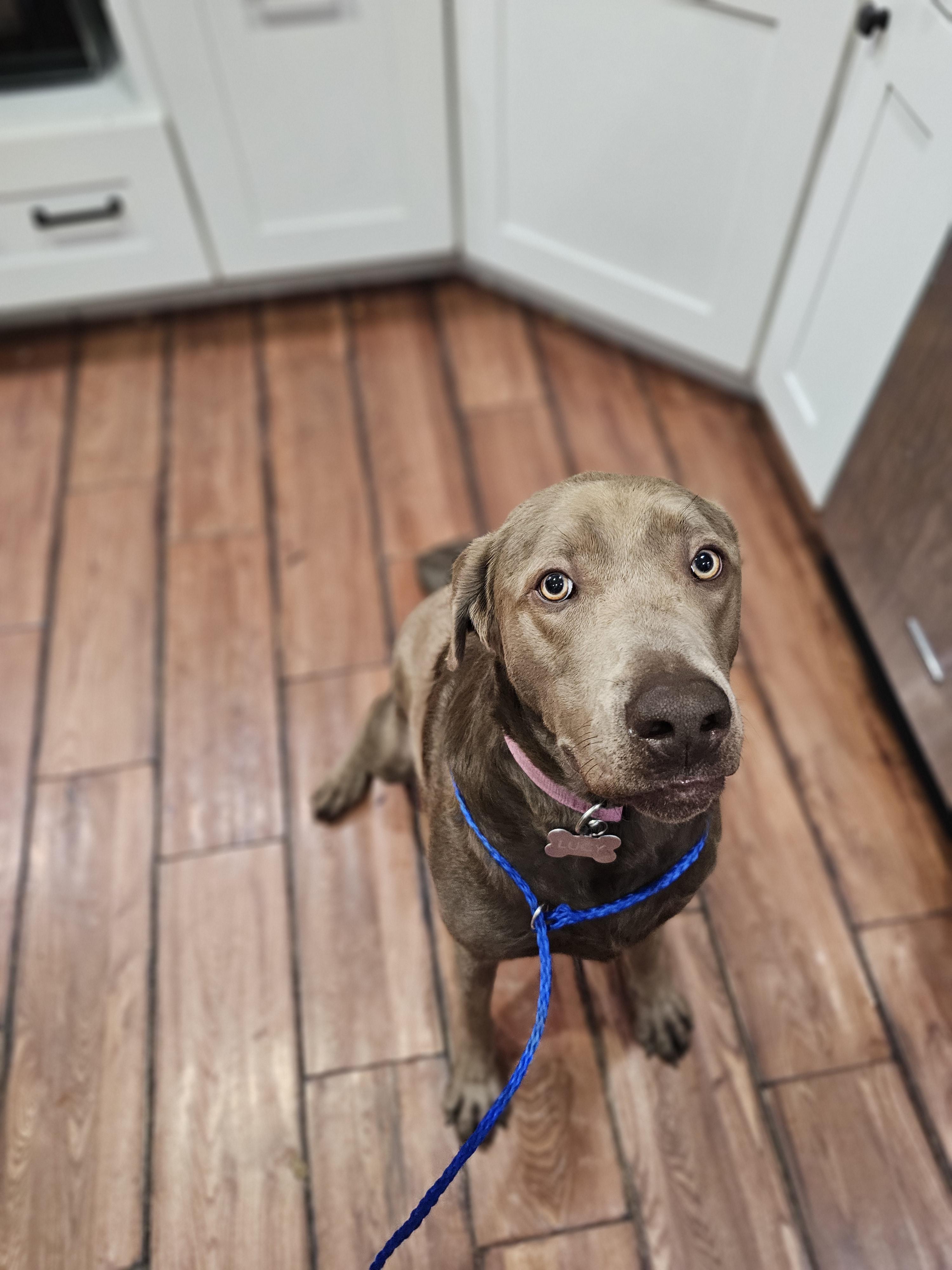 Enlarge Lucy so il, a Adoptable Labrador Retriever in MURPHYSBORO , IL image 6/6