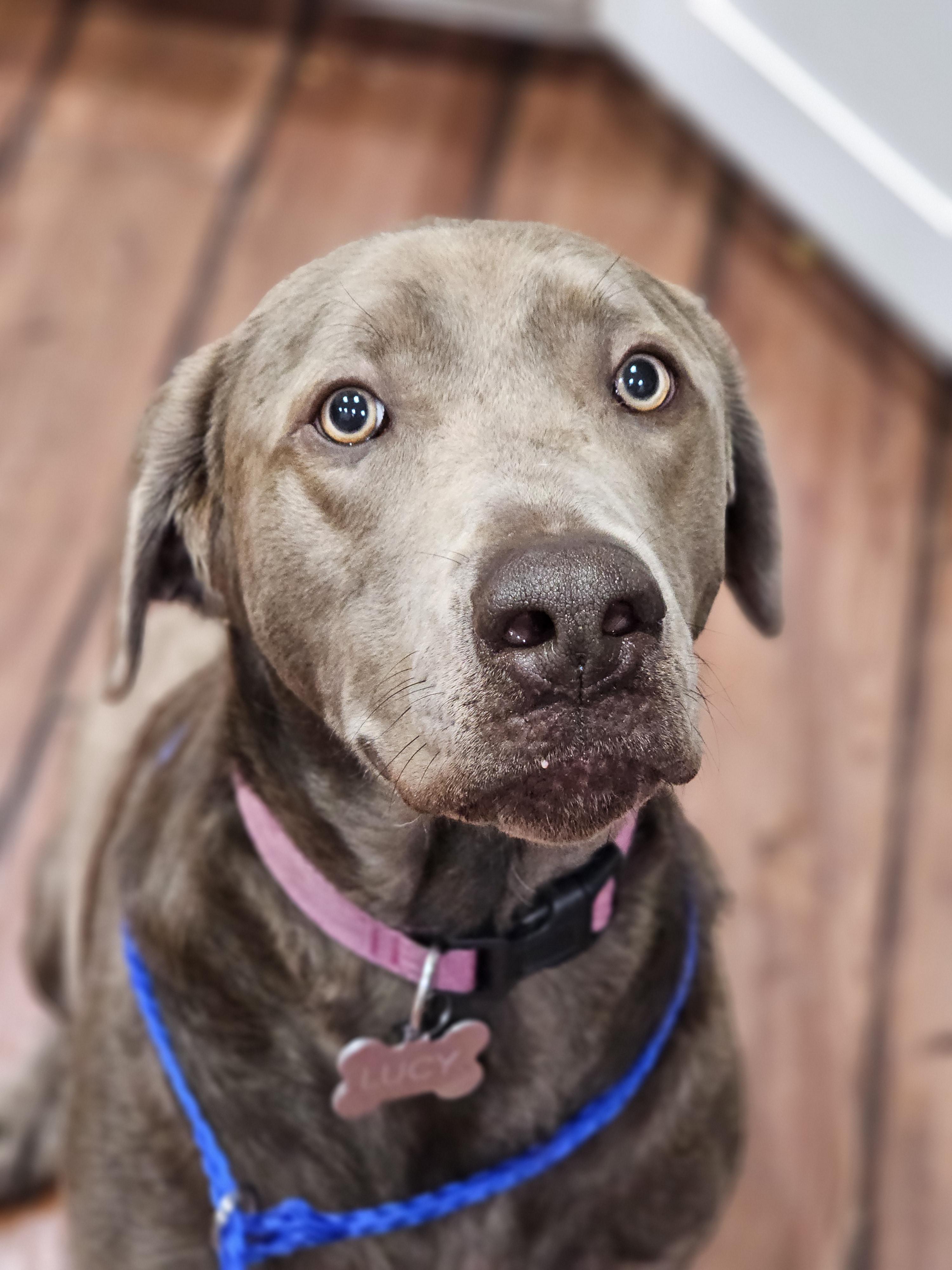 Lucy so il, Adoptable, Adult Female Labrador Retriever.