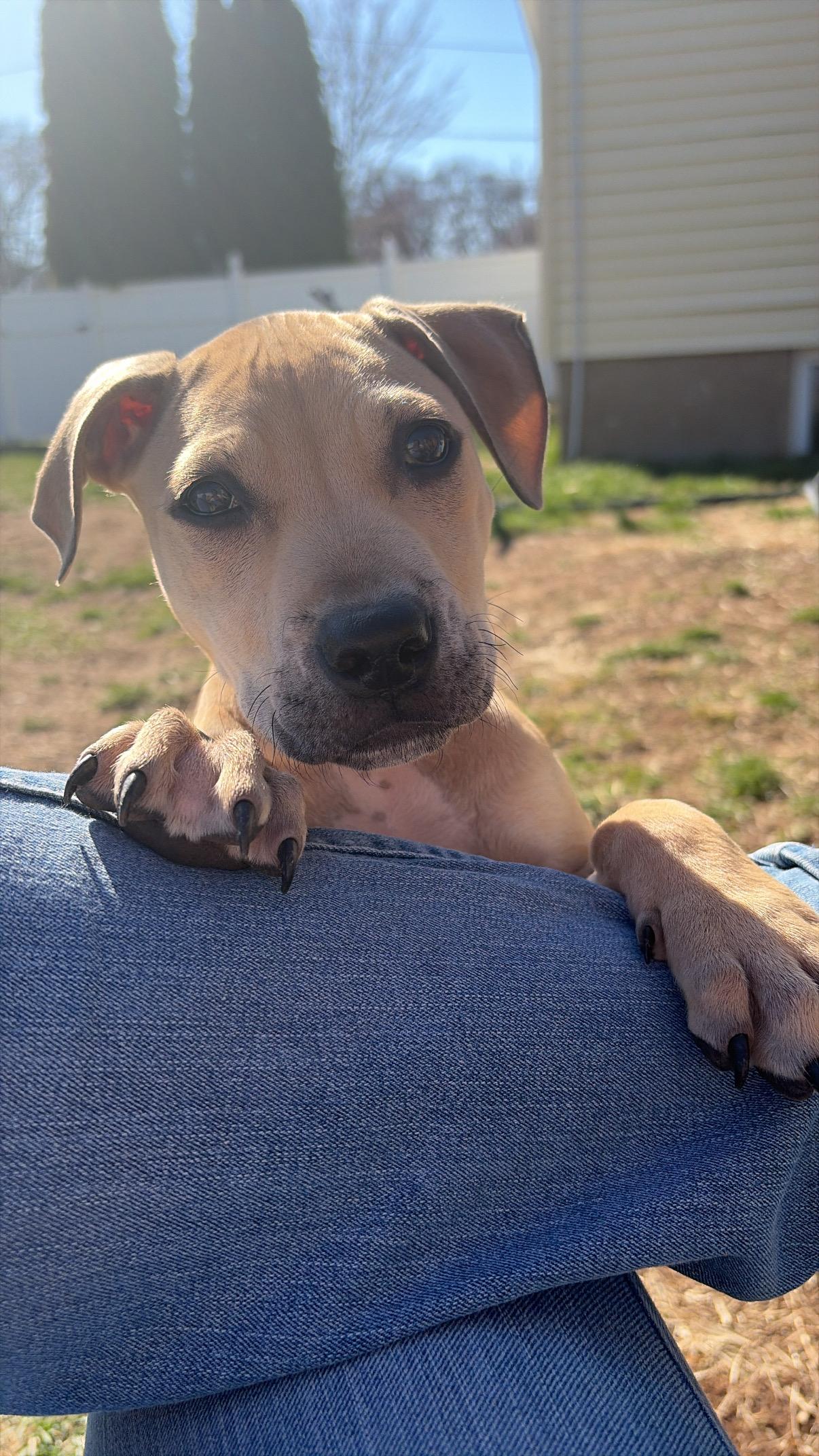 Enlarge Edith, a ADOPTABLE mixed breed in Oceanport, NJ image 4/5