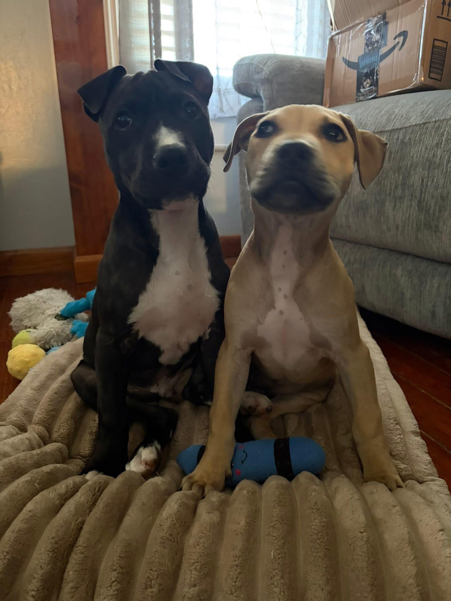 Enlarge Edith, a ADOPTABLE mixed breed in Oceanport, NJ image 5/5