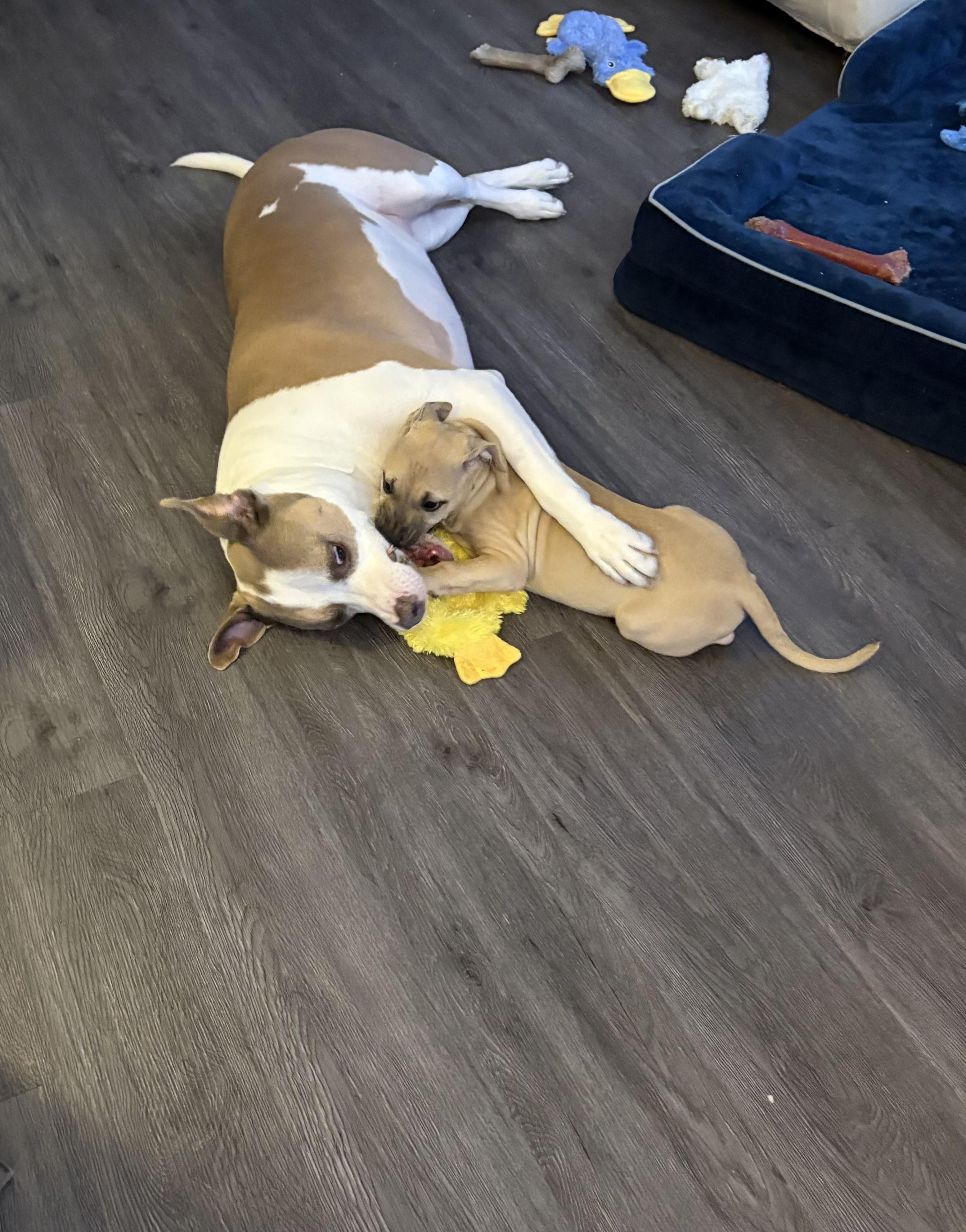 Enlarge Edith, a ADOPTABLE mixed breed in Oceanport, NJ image 3/5