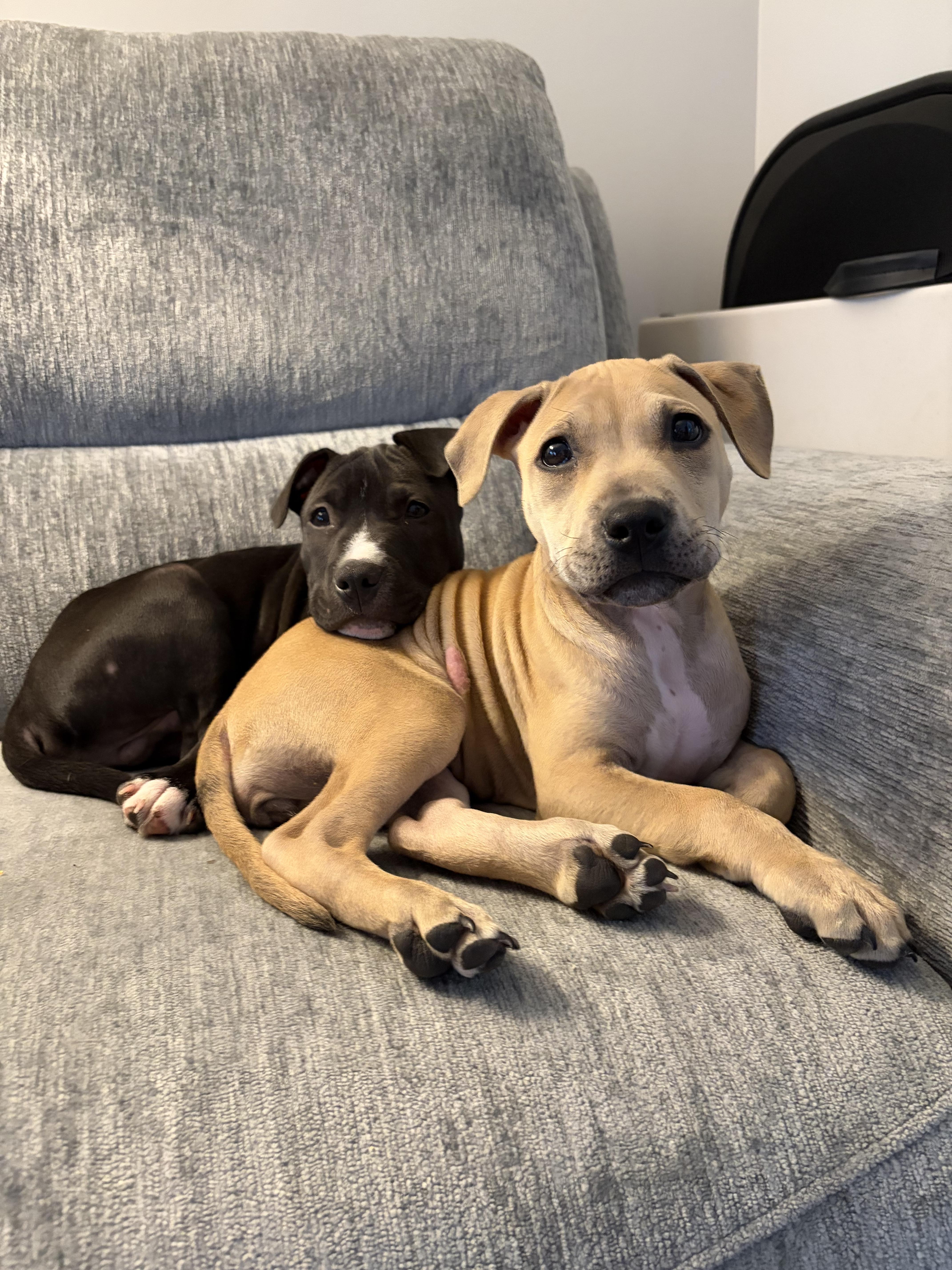 Enlarge Edith, a ADOPTABLE mixed breed in Oceanport, NJ image 2/5