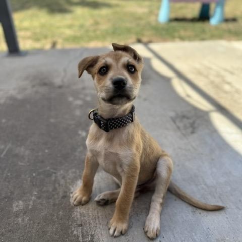 Zest, a Adoptable mixed breed in San Diego, CA image 5/6