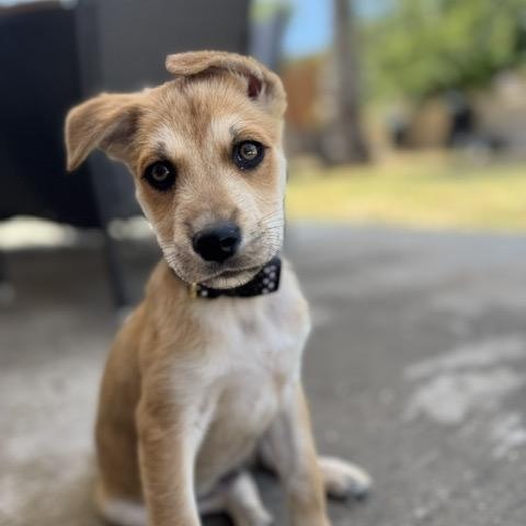 Zest, Adoptable, Puppy Male Shepherd & Husky.