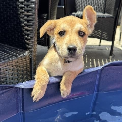 Zest, a Adoptable mixed breed in San Diego, CA image 4/6