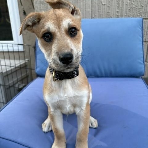 Zest, a Adoptable mixed breed in San Diego, CA image 6/6