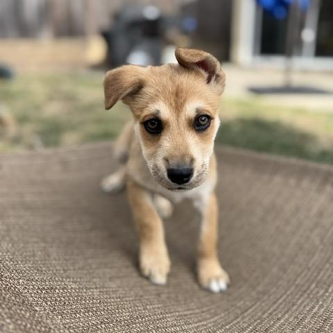 Zest, a Adoptable mixed breed in San Diego, CA image 2/6