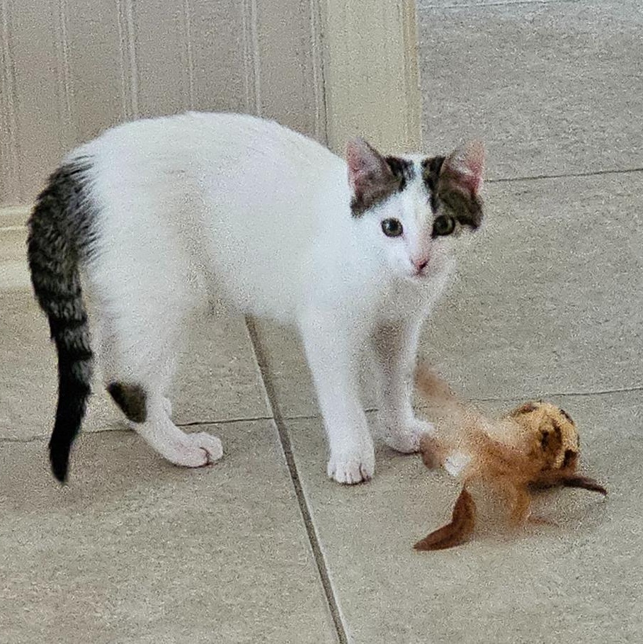 Mr. Klaws — thumbnail 4