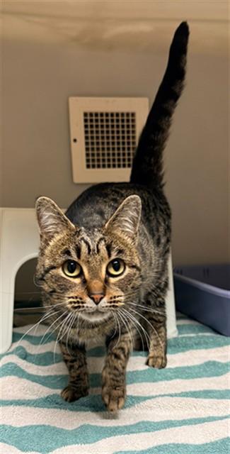JENNIFUR, Adoptable, Young Female Domestic Short Hair.