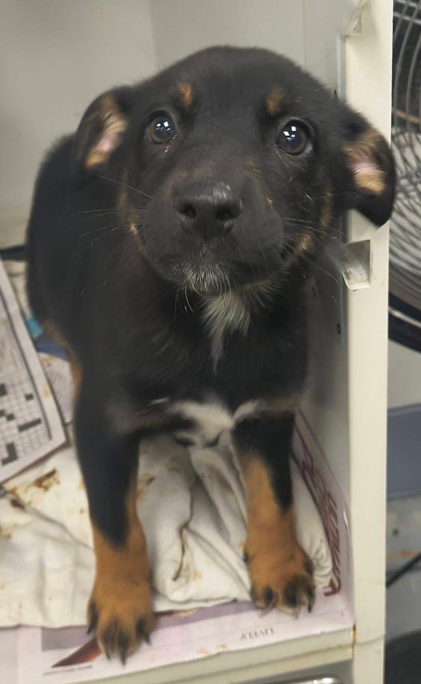 River, a ADOPTABLE mixed breed in Leesburg, VA image 4/6