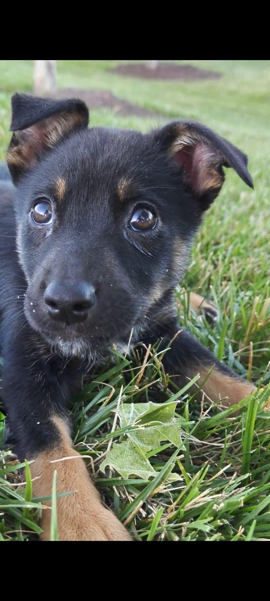 River, a ADOPTABLE mixed breed in Leesburg, VA image 5/6