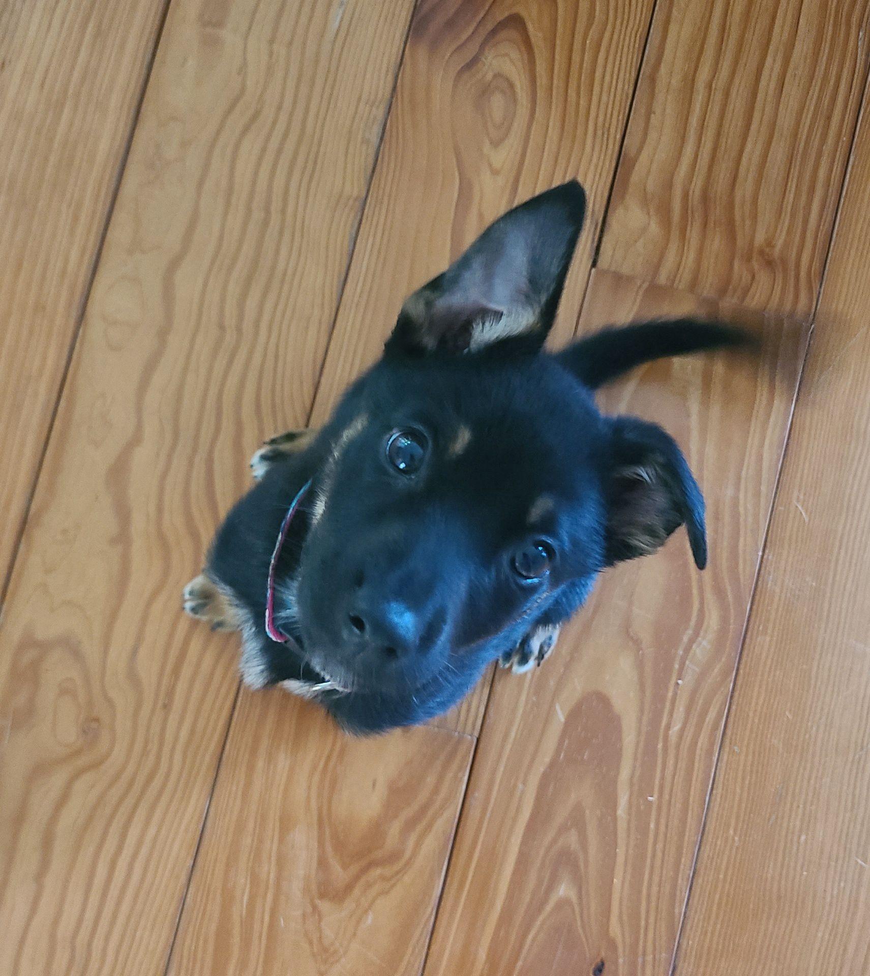 River, a ADOPTABLE mixed breed in Leesburg, VA image 3/6