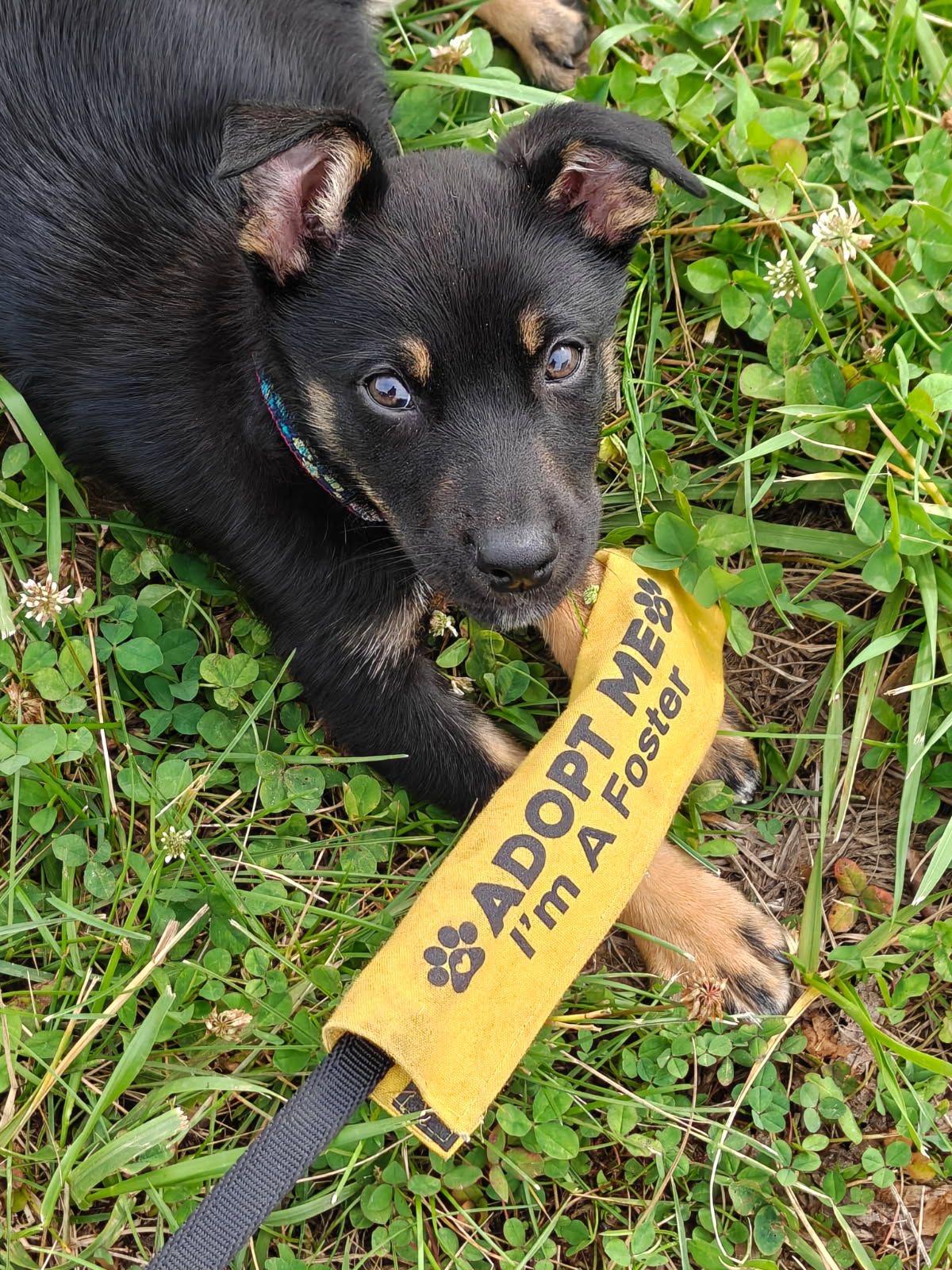 River, a ADOPTABLE mixed breed in Leesburg, VA image 1/6