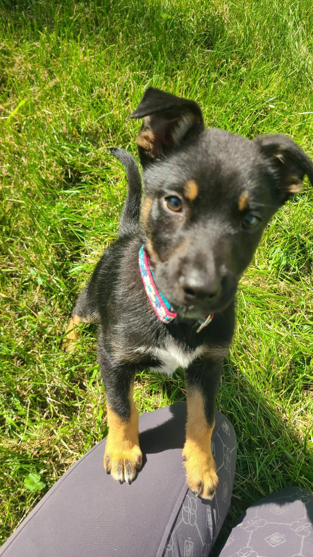 River, a ADOPTABLE mixed breed in Leesburg, VA image 2/6