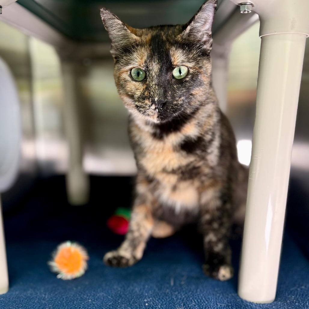 Maple, Adoptable, Adult Female Domestic Short Hair.