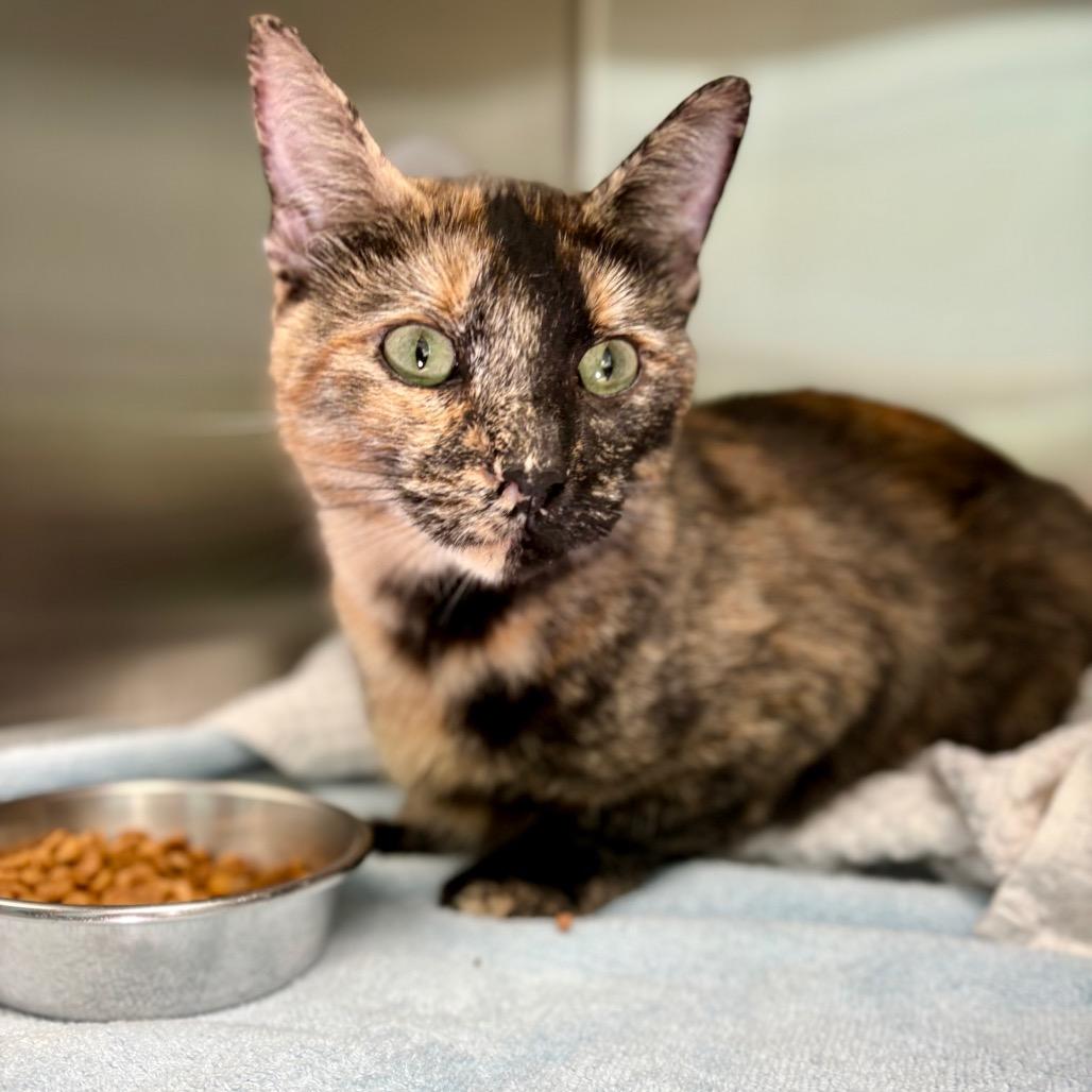 Maple, a Adoptable Domestic Short Hair in New Fairfield, CT image 2/4