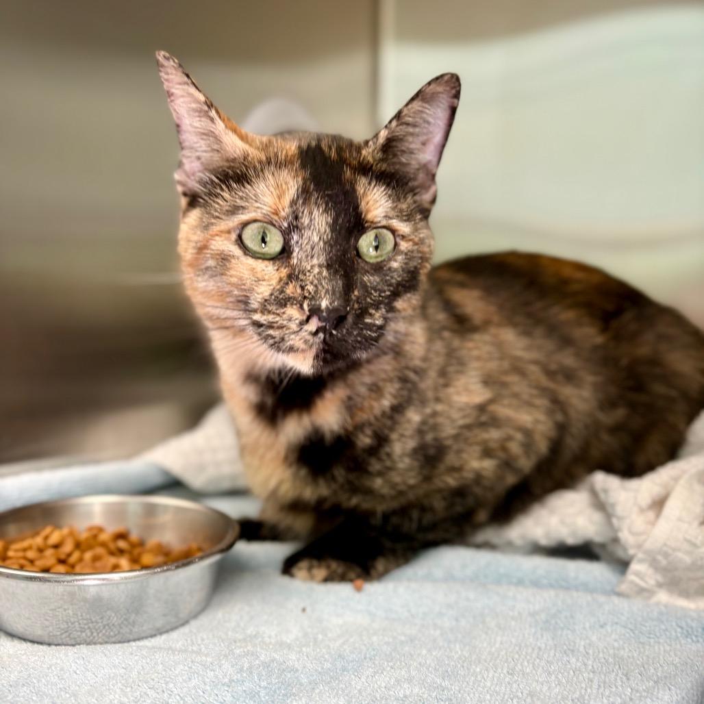 Maple, a Adoptable Domestic Short Hair in New Fairfield, CT image 3/4