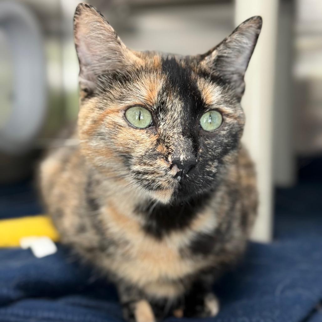 Maple, a Adoptable Domestic Short Hair in New Fairfield, CT image 4/4
