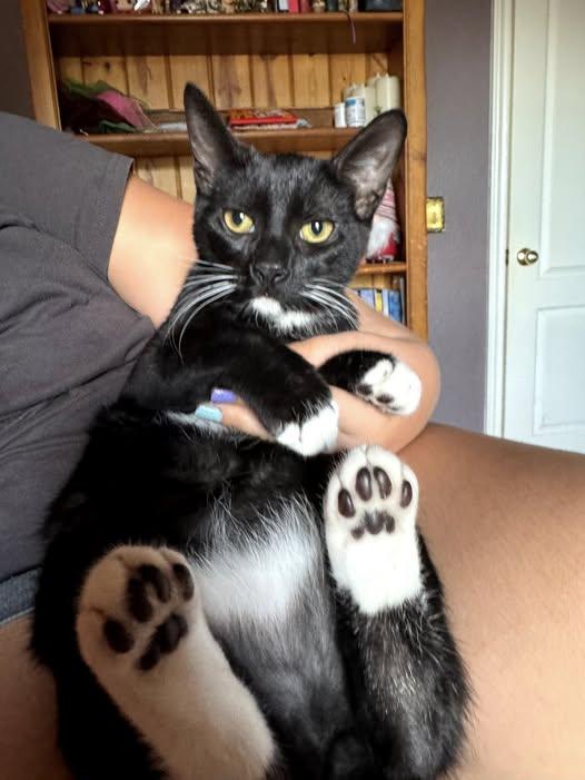 Gene, a Adopted Tuxedo in Austin, TX image 2/3