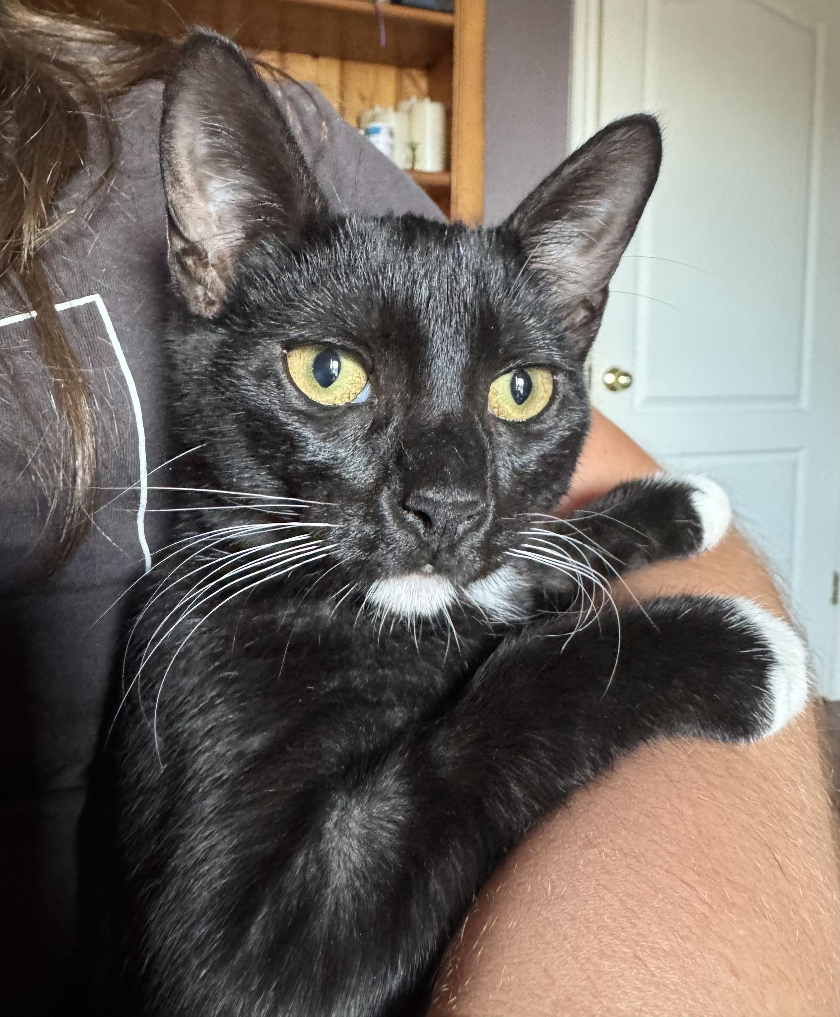 Gene, a Adopted Tuxedo in Austin, TX image 1/3